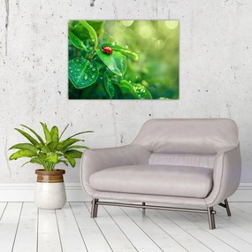 Tablou - Buburuza (70x50 cm)