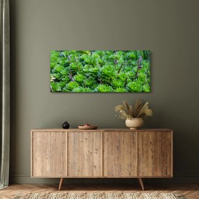Tablou - Aloe (120x50 cm)