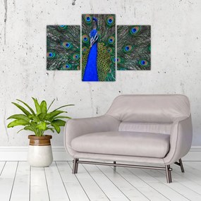 Tablou - Păun (90x60 cm)