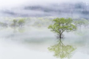 Tapet Misty Tree, Rebel Walls