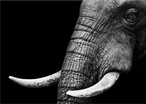 Tablou pe sticlă - Colți de elefant (70x50 cm)