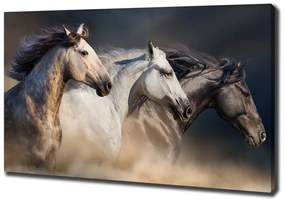 Imprimare tablou canvas Galopantă cai