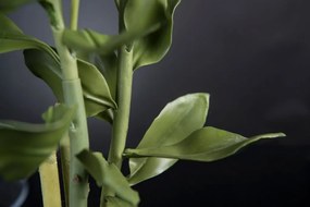 Aranjament floral mediu design LUX SEDUM PLANT