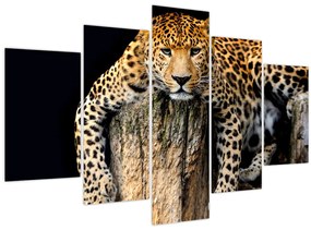 Tablou - Ghepard (150x105 cm)