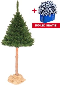 Brad de Crăciun de Himalaya, pin cu trunchi 220 cm