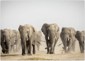 Tablou - Turmă de elefanți (70x50 cm)
