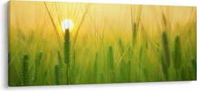 Tablou - Câmp cu cereale (120x50 cm)