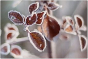 Tablou - Detaliu frunze (90x60 cm)