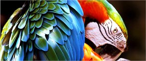 Tablou - Papagal (120x50 cm)