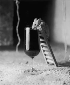 Fotografie Soused Mouse, Charles Hewitt