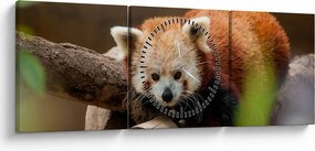 Tablou cu panda roșie (cu ceas) (90x30 cm)