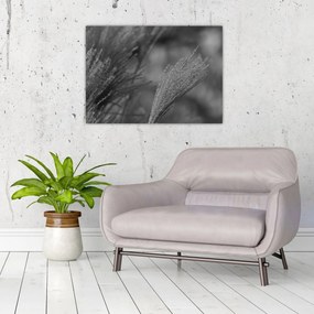 Tablou pe sticlă - Iarbă de pampas uscată (70x50 cm)