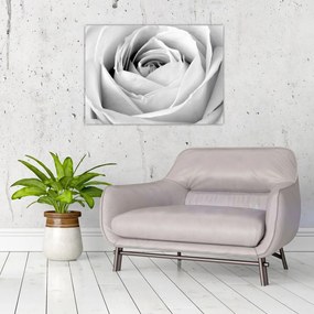 Tablou pe sticlă - Detailu de floare de trandafir (70x50 cm)