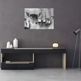 Tablou - Cerbi,alb-negru (70x50 cm)