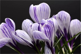 Tablou - Crocus violet (90x60 cm)