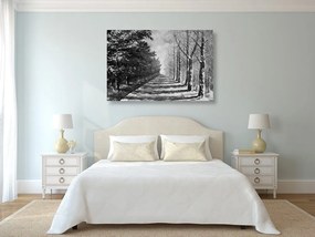 Tablou alee copacilor de toamnă în design alb-negru