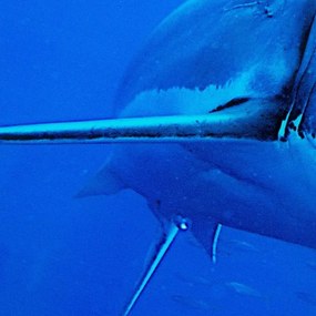 Tablou decorativ imagine imprimata pe sticla, Shark 60x80cm A-37414 VC