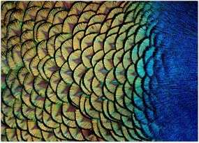 Tablou - Pene de păun (70x50 cm)