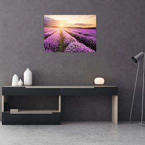 Tablou - Răsărit de soare în câmp de lavandă (70x50 cm)