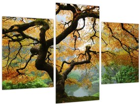 Tablou - Arțarul japonez galben, Portland, Oregon (90x60 cm)