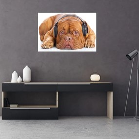 Tablou câinele cu căști (90x60 cm)