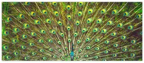 Tablou - Peacock (120x50 cm)