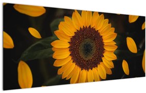 Tablou - Floarea soarelui și petale (120x50 cm)