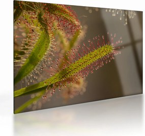 Tablou pe sticlă cu plantă (70x50 cm)