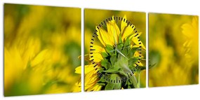 Tablou cu floarea soarelui (cu ceas) (90x30 cm)