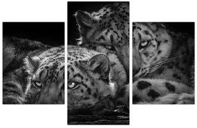 Tablou - Gheparzi care se odihnesc (90x60 cm)