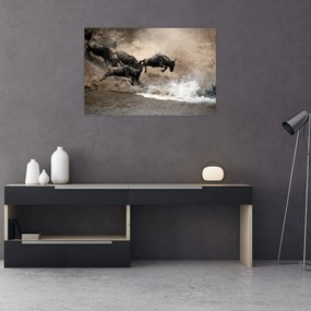 Tablou - Turmă de gnu (90x60 cm)