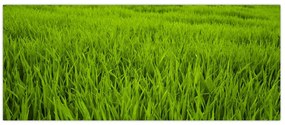 Tablou cu iaraba (120x50 cm)