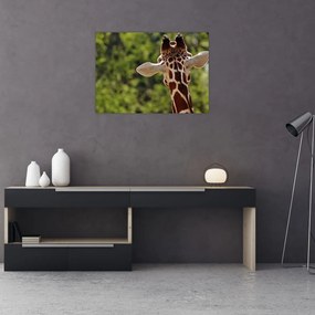 Tablou pe sticlă cu girafă din spate (70x50 cm)