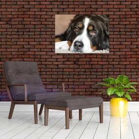 Tablou pe sticlă cu câine (70x50 cm)