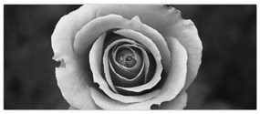 Tablou - Trandafir (120x50 cm)