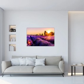 Tablou cu câmp de lavandă, Provincie (90x60 cm)