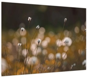 Tablou pe sticlă - Pajiște cu iarbă de cozonac N⁰2 (70x50 cm)