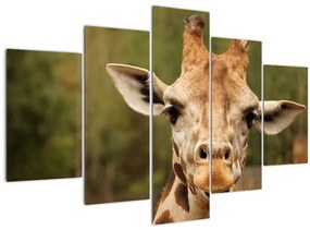 Tablou girafe (150x105 cm)