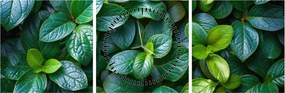 Tablou - Plante verzi (cu ceas) (90x30 cm)