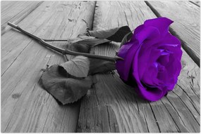 Tablou - Trandafir violet cu tulpina verde (90x60 cm)