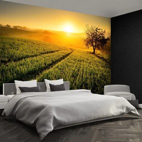 Fototapet Hill copac