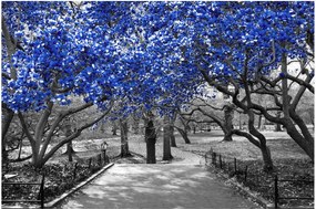 Tablou - Copaci albaștri Central Park, New York (90x60 cm)