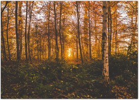 Tablou - Pădurea toamna (70x50 cm)