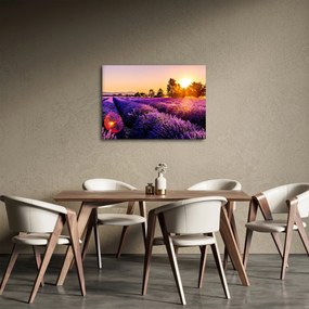 Tablou cu câmp de lavandă (70x50 cm)