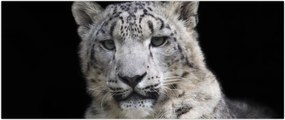Tablou - Snow Leopard (120x50 cm)