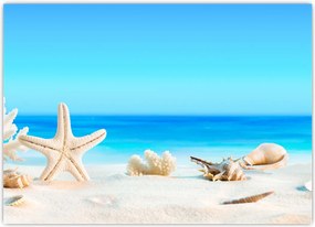 Tablou - Natura morta cu scoici (70x50 cm)