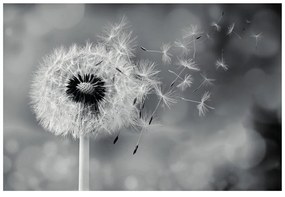 Fototapet păpădie magică în alb-negru