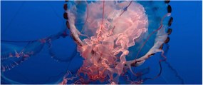 Tablou - Medusa (120x50 cm)