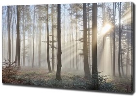 Tablou pe pânză Ceață în pădure