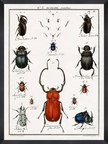Tablou Framed Art Entomology II